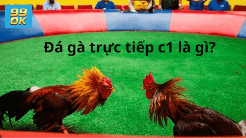 Đá gà trực tiếp c1 là gì